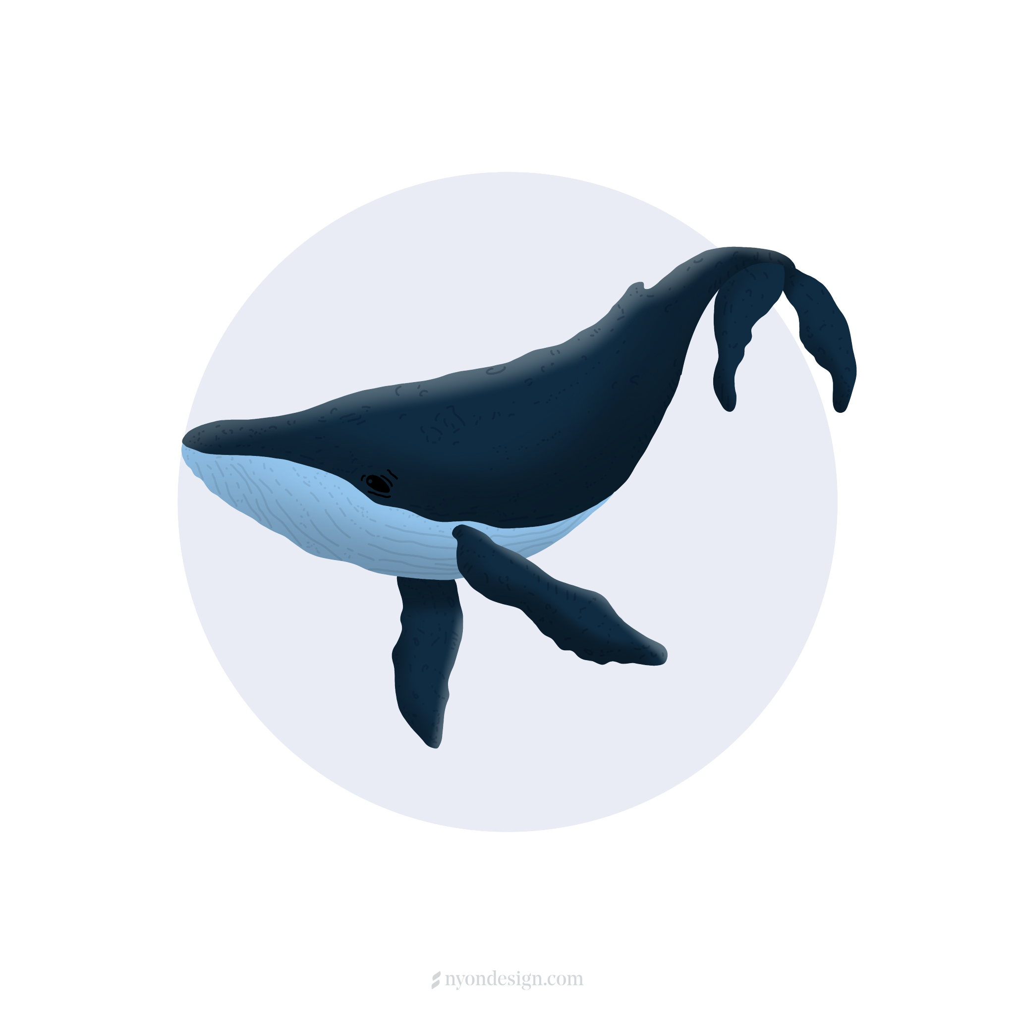 Whale - Illustration - NYon design